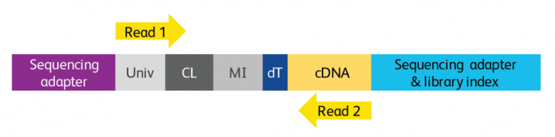 BD Rhapsody 单细胞 RNA 测序基因表达文库示意图