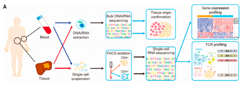单细胞 RNA 测序应用：肿瘤微环境