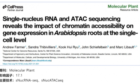 文献解读 | 单核 RNA 和 ATAC 测序揭示了染色质可及性对拟南芥根部单细胞水平基因表达的影响