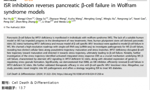 文献解读 | 在 Wolfram 综合征模型中抑制 ISR 能够逆转胰岛 β 细胞衰竭