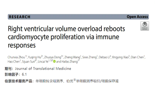 项目文章 | 单细胞转录组测序揭示右心室容量超荷会通过免疫反应重启心肌细胞的增殖