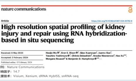 单细胞空间原位检测技术丨利用原位测序技术对肾损伤与修复进行高分辨率分析
