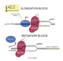 CRISPRi 原理