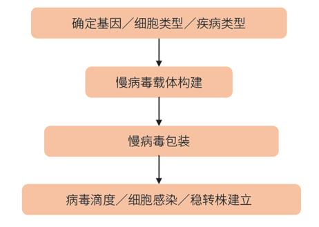 细胞转染项目流程图