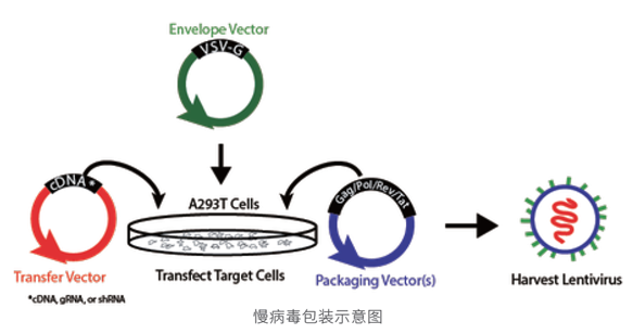 细胞转染慢病毒包装示意图