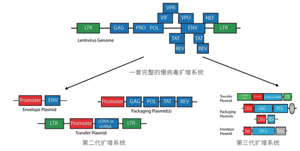 细胞转染一套完整的慢病毒扩增系统