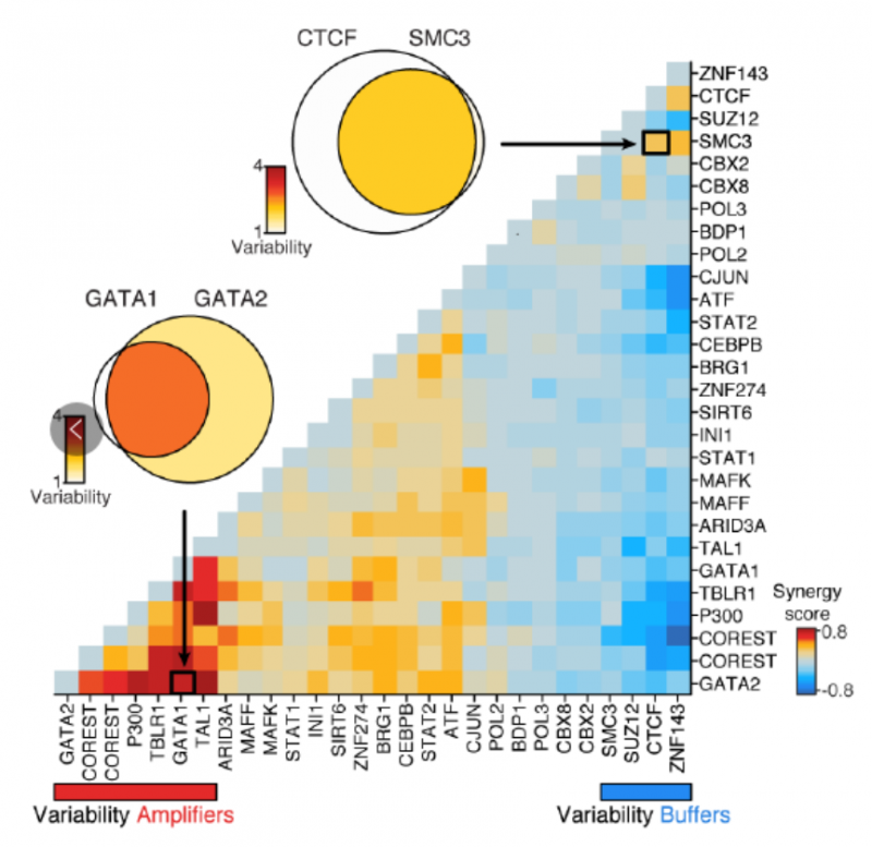 单细胞 ATAC 转录组因子功能分析图