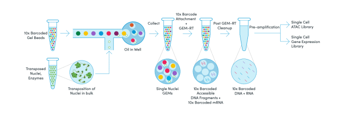 单细胞多组学 ATAC 及基因表达的流程分析