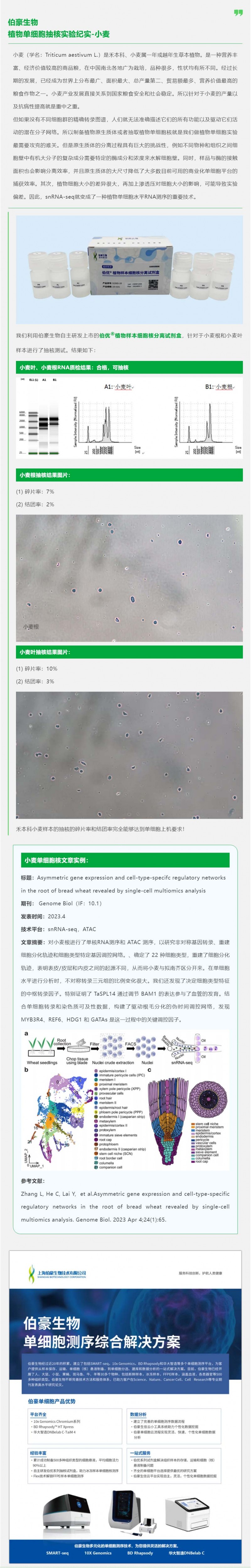 伯豪生物植物单细胞抽核实验纪实 - 小麦