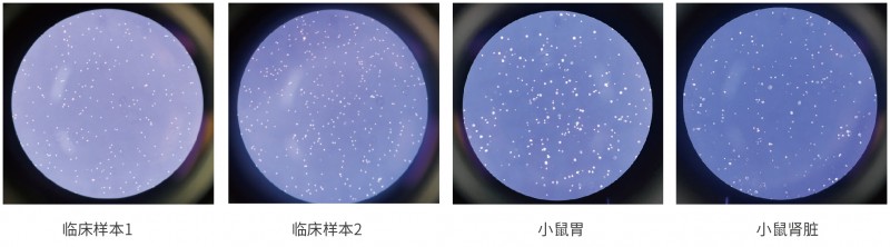 伯优®组织样本悬液制备试剂盒-单页-02